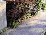 wilde Hecke davor