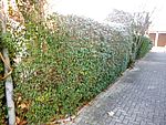 Hecke vor Begin der Arbeiten